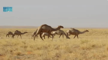 محمية الإمام تركي تستقبل أفواج الإبل والماشية مع انطلاق موسم الرعي الثاني